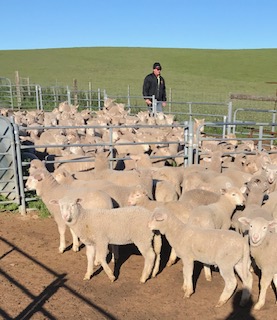 IAGM Farm Management